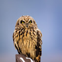 Short-eared Owl