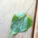 Balsam poplar