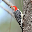 Red-bellied Woodpecker (male)