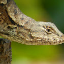 Eastern fence lizard