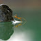 IMG_0761fnw.jpg