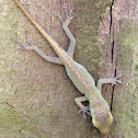 Green Anole