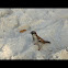 House Sparrow