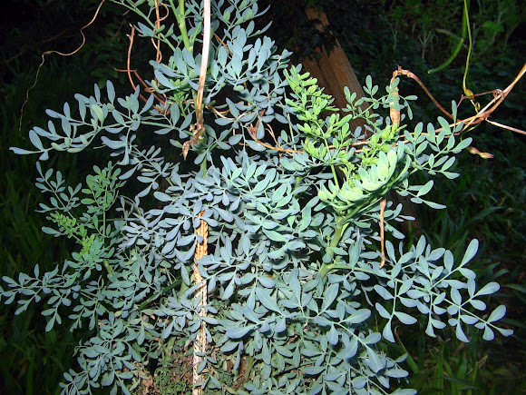 Spotting Image 1