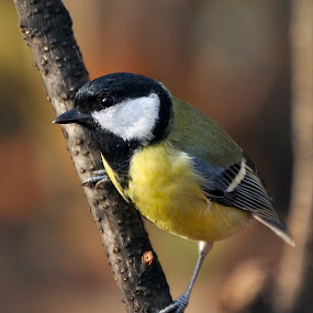 Stopover by Gabriel Catalin - Animals Birds