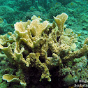 Porous Lettuce Coral