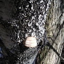 Tinder Polypore