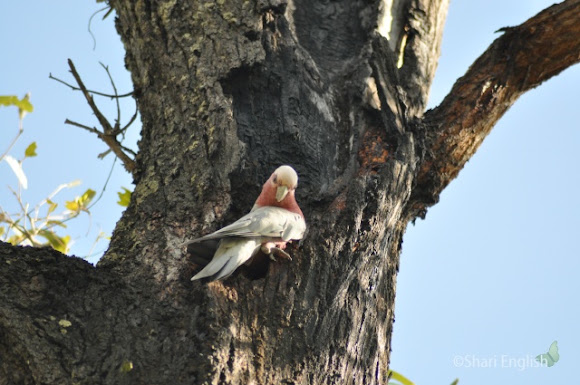 Spotting Image 1