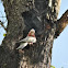 Galah