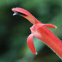 Centropogon