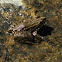 Perez´s frog
