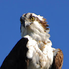Osprey