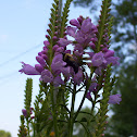 Eastern Carpenter Bee (on Obedient Plant)