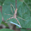 Net-casting Spider