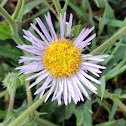 Arctic Alpine Fleabane