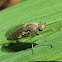 Stiletto Fly