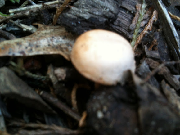 Spotting Image 1