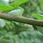 Planthopper