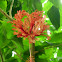 Curly hibiscus