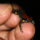 Poison arrow frog