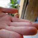 Little crab