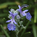 Rosemary
