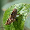 Grasshopper