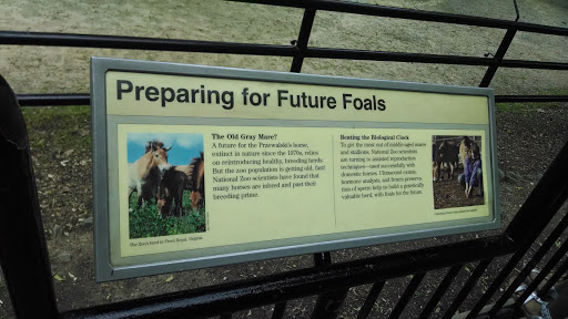 Preparing for Future Foals Placard