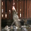 American alligator