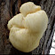 Lion's mane