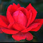 Double Knockout Rose