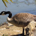 Canada goose