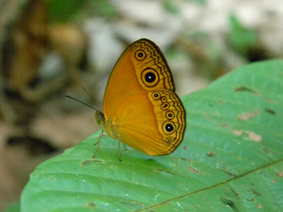 Spotting Image 1