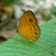 bush brown butterfly