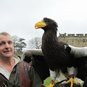 Steller's Sea Eagle