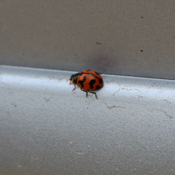Spotting Image 1