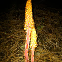 Pinedrops
