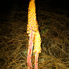 Pinedrops