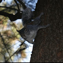 Mexican gray squirrel