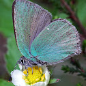 Green Hairstreak