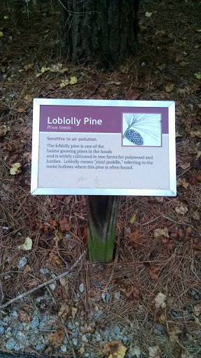 Medoc Park Loblolly Pine
