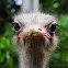 Ostrich