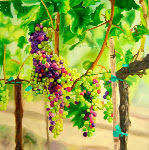 Baehner Fournier Vineyards - 4