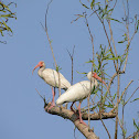 White Ibis