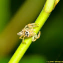 Jumping Spider