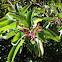 Laurel sumac