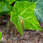 Crane Fly