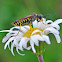 Sawfly