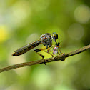robber fly