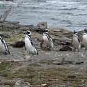 Magellanic Penguin